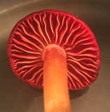 Hygrocybe occidentalis image