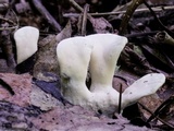 Loweomyces fractipes image