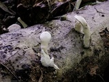 Loweomyces fractipes image