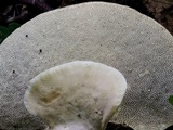 Loweomyces fractipes image