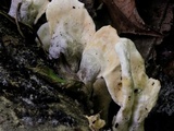 Loweomyces fractipes image