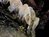 Loweomyces fractipes image