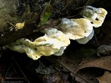 Loweomyces fractipes image