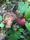 Suillus spraguei image