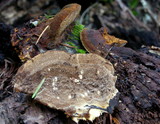 Phellinus gilvus image