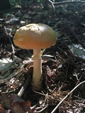 Amanita persicina image
