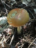 Amanita persicina image