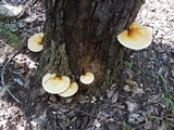 Ganoderma curtisii image