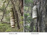 Fomitopsis officinalis image