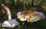 Tricholoma arvernense image