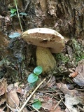 Tylopilus felleus image