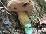 Tylopilus felleus image