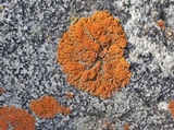 Xanthoria elegans image