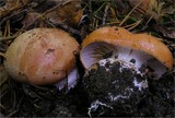 Cortinarius arcuatorum image