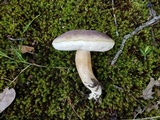 Tylopilus williamsii image