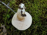 Tylopilus williamsii image