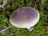 Tylopilus williamsii image