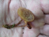 Mycena atkinsoniana image