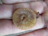 Mycena atkinsoniana image