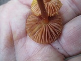 Mycena atkinsoniana image