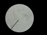 Mycena atkinsoniana image