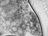 Taphrina californica image