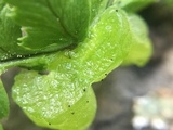 Taphrina californica image