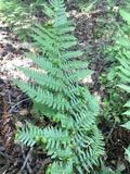 Taphrina californica image