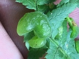 Taphrina californica image