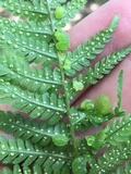 Taphrina californica image