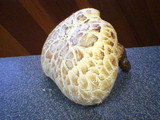 Neolentinus lepideus image