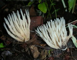 Aphelaria tuberosa image