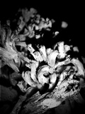 Ramaria rasilispora image