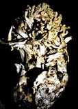 Ramaria rasilispora image