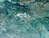 Amandinea punctata image