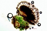 Amandinea punctata image