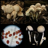 Coprinellus saccharinus image