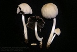 Coprinellus saccharinus image