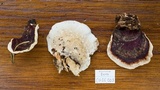 Earliella scabrosa image