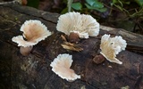 Cymatoderma dendriticum image