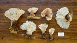 Cymatoderma dendriticum image