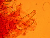 Aphelaria tuberosa image