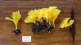 Cotylidia aurantiaca image