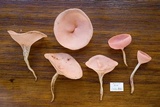 Cookeina speciosa image