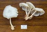 Lentinus concavus image