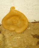 Peziza domiciliana image