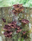 Panus lecomtei image