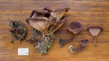 Panus lecomtei image