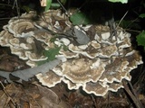 Bondarzewia berkeleyi image