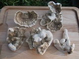 Bondarzewia berkeleyi image